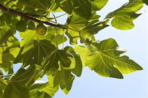 無花果樹花|イチジク／いちじく／無花果